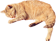 装飾:茶色の猫