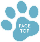 ボタン:PAGE TOP	